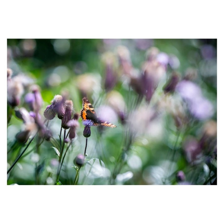 Nikkor Z 135mm f/1.8 S Plena