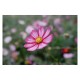 Nikkor Z 24-105mm f/4-7.1