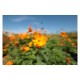 Canon RF 14mm f/1.4L VCM