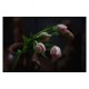 Sigma 20-60mm f/2.8-4 DN DG Contemporary L-mount